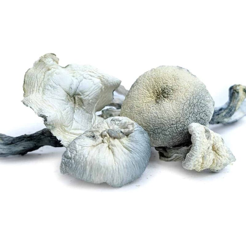 B+ Magic Mushrooms